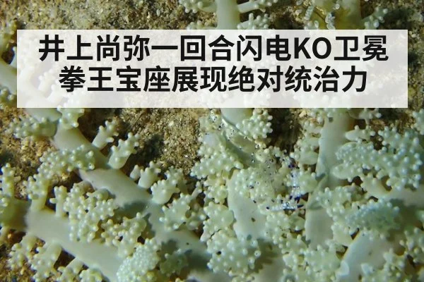 井上尚弥一回合闪电KO卫冕拳王宝座展现绝对统治力